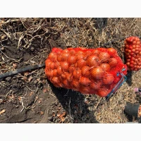 Продам лук