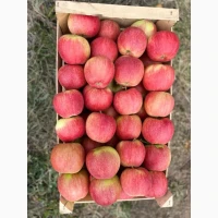 Продаж свіжих яблук різних сортів