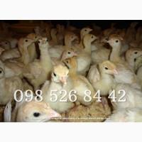 Бройлерні Індики Біг 6, Индюшата Биг 6, Индюк, Індичата
