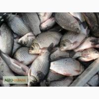 Продам живую рыбу оптом Карп, Карась,Белый-Амур,Щюка,То лстол