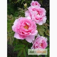 Пион, корень