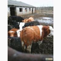Куплю КРС (симментал, шароле, лимузин)весом 200-300 кг, в большом кол-ве