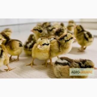Продам курчат мясояєчних кросів 11 напрямків