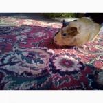 Продам морську свинку