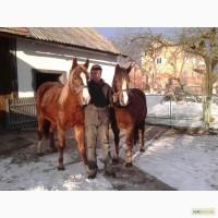 Продам пару молодих коней (кобил)