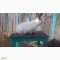 Продам самця каліфорнієць