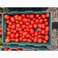 Реализуем томат оптом