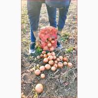 Продаємо цибулю