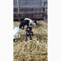 Продам 3 месячных ягнят