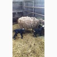 Продам 3 месячных ягнят