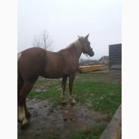 Продам кобилу