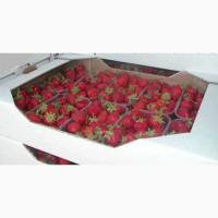 Продам клубнику сорт клери Альбион