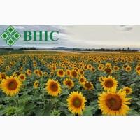 Семена подсолнечника ВНИС от производителя