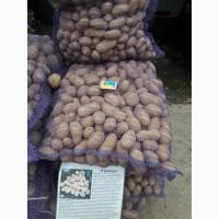 Продам картоплю насіневу сорт Гала, Рів єра, Шеррі, Іволюшн, Мадлен