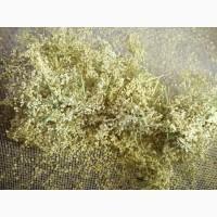 Цвет бузины