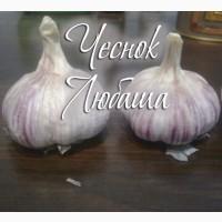 Продам чеснок Любаша