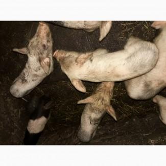 Продам поросят