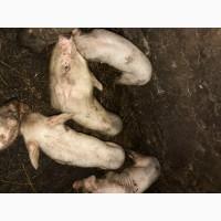 Продам поросят