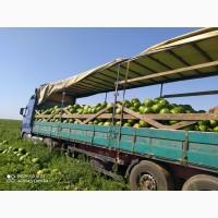 Продам арбуз сорт алмаз