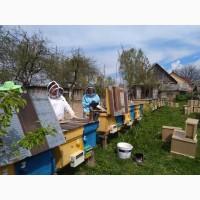 Карпатка