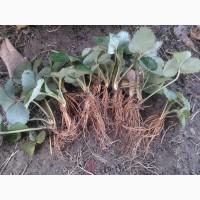 Клубника (розетка с открытой корневой системой) 1 грн