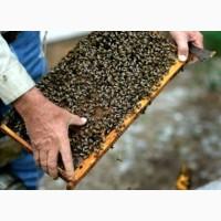 Продам пчелосемьи, пчелопакеты, матки, ульи. Личная пасека