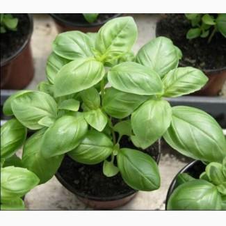 Продам семена Базилик Лимон Сладкий Дани