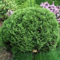 Туя западная Golden Brabant высота 140-160 см купить в Киеве ВДНГ, Теремки