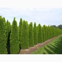 Туя западная Golden Brabant высота 140-160 см купить в Киеве ВДНГ, Теремки