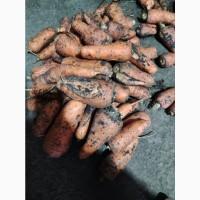 Продам МОРКВУ 2 сорт на переробку