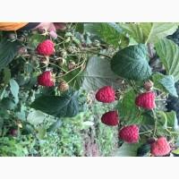 Купляємо малину оптом