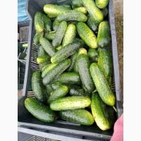 Продам огурец бюджет
