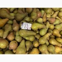 Продам грушу Роси Буковини