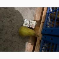 Продам грушу Роси Буковини