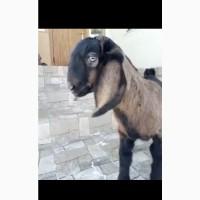 Продам Англонубійського козлика
