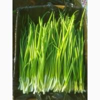 Продам зелену цибулю (перо)