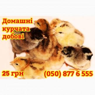 Курчата домашні добові кольорові - чорні, білі, червоні, жовті, голошийки, з чубчиками