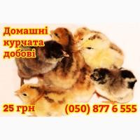 Курчата домашні добові кольорові - чорні, білі, червоні, жовті, голошийки, з чубчиками