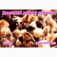 Курчата домашні добові кольорові - чорні, білі, червоні, жовті, голошийки, з чубчиками