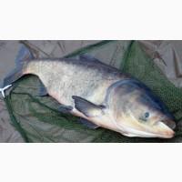 Товстолоб живий