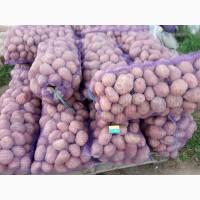 Продам картоплю