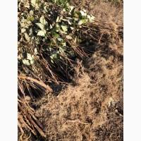 Продам саджанці малини