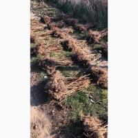 Продам саджанці малини