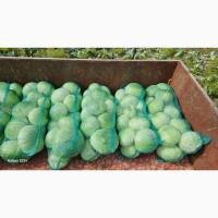 Продам капусту Агресор