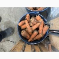 Продам моркву сорт кантон каскад