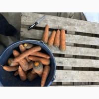 Продам моркву сорт кантон каскад