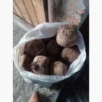 Продам буряк 10+, 5т об, єм