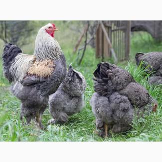 Яйце для інкубації, курчата, Брама темна, лососева, лимонна