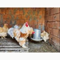 Яйце для інкубації, курчата, Брама темна, лососева, лимонна