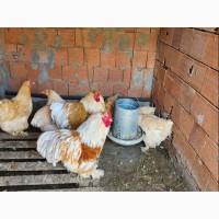 Яйце для інкубації, курчата, Брама темна, лососева, лимонна